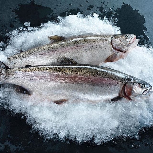 athan gemilang perkasa 14